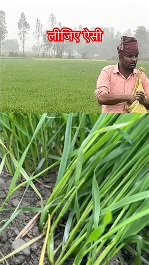 how to use humic acid in paddy 🤔 #agriculture #humicacid #shorts .