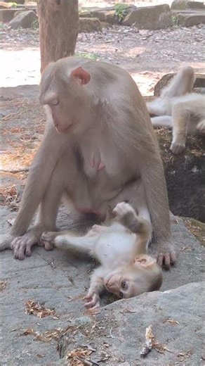 Angkor Monkey Family, #1804. #shorts