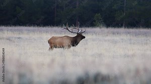 Mature trophy bull elk (Cervus canadensis) walking and bugling in a meadow during early morning in Grand Teton National Park.