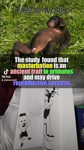 Why Do Monkeys Masturbate?