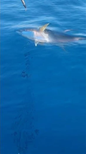 INSANE Cow Yellowfin Tuna Bite in Puerto Vallarta! 🎣 100-250+ lb Giants Still Chewing w Capt Justin