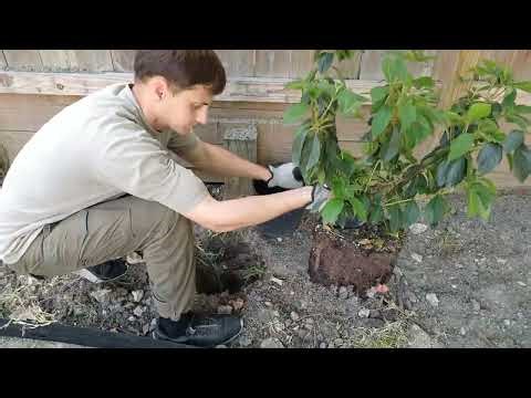 How to Build a PERFECT Flower Bed Edging, Weed Barrier, Mulch Step by Step