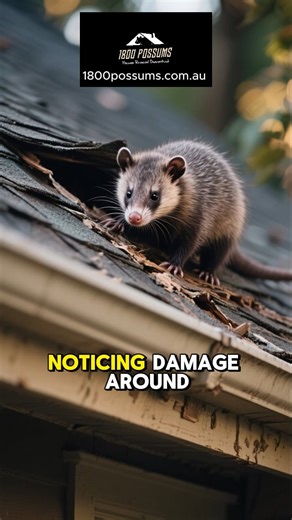 Possum Removal in Brighton