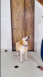 मेरे डॉग ने आखिर क्या फोड़ दिया 😱 #funnydogs #shorts
