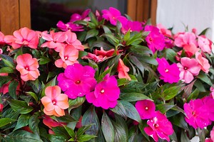 Grow New Guinea Impatiens for Color in Shade