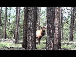 2014 Arizona Unit 1 Archery Elk Hunt