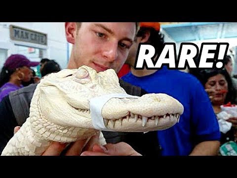 Monster pets and exotic fish - rare animal gathering