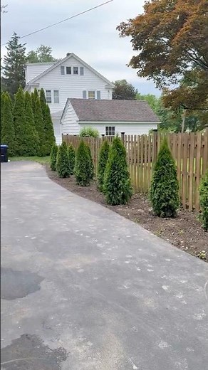 Privet hedge removal with eastern arborvitae installation in Poughkeepsie, NY by Jillian’s Group LLC