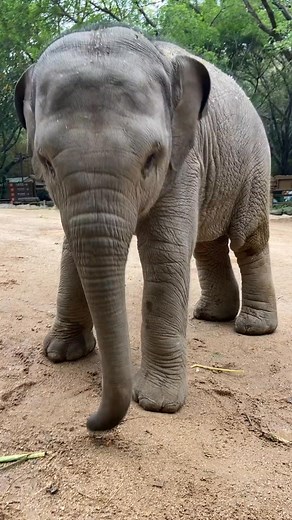 Turns out eating carrot slices makes you strong like Popeye! #Elephant #OriginalVideo | Gabriela's House