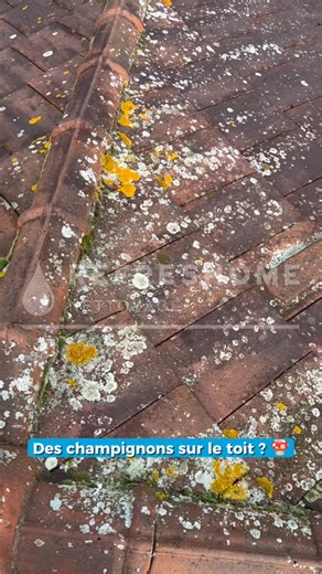 🍄 Une invasion de champignons sur le toit du McDo ? Pas de panique, Refreshome est là pour remettre les choses au propre ! Résultat : une toiture comme neuve, sans agresser les matériaux. Ne laissez pas la mousse prendre racine, contactez-nous dès aujourd’hui ! 💧✨ #Refreshome #NettoyageToiture #PropretéProfessionnelle #AvantAprès #ToitPropre #EntretienToiture | RefresHome Nettoyage Canapé, Toiture, Façade & Terrasse