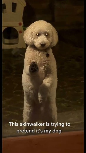 4 Signs Your Dog Might Be a Skinwalker #paranormal #horror #skinwalkers