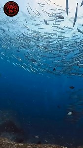 Short info about the barracuda and its behavior in the sea. #fblifestyle | Anouar peche vlog