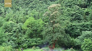 230K views · 4.2K reactions | The common crapemyrtle is a small arbor species native to China. However, this specimen reaches over 30 meters during its lifespan of nearly 1,400 years. It is thus worshiped as a holy tree by the villagers of Ziwei Town. "Ziwei" means crapemyrtle in Chinese. For more: https://news.cgtn.com/news/2019-10-05/CGTN-Nature-Mount-Fanjing-Series-Episode-5-Millennium-Crapemyrtle-KwtLVa9hy8/index.html | CGTN | Facebook