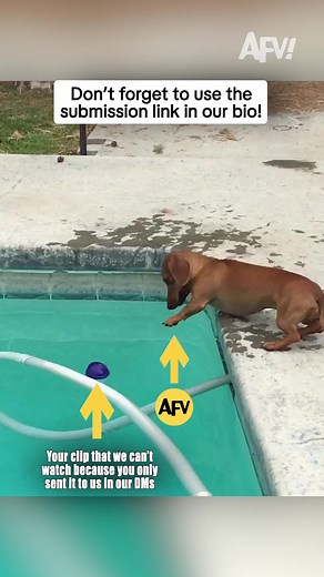 Thanks for submitting but help us make sure we get it! 😁 #afv #funny