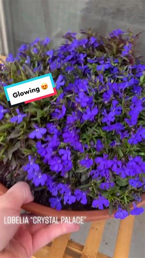 Glowing Blue Flowers: Stunning Lobelia Plants