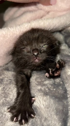 Playful Kitten Interactions on Soft Blankets