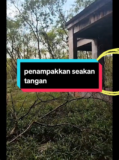 penampakan suatu pergerakkan semasa live. apabila di zoom ternampak seakan tangan. 🧐 #serammisteri #penampakkanmisteri #apakahitu?