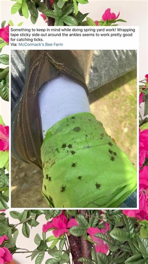 Wrap Tape Around Your Ankles Before Yard Work to Catch Ticks #LifeHacks