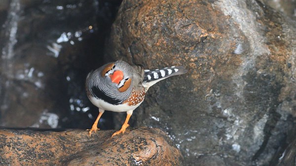 Listen to the Bird Song of the Zebra Finch, or Taeniopygia Guttata | Britannica