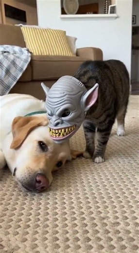 SCARY MASK PRANK 🤡😂 #foryou #funny #huskydog #huskylife #kitty