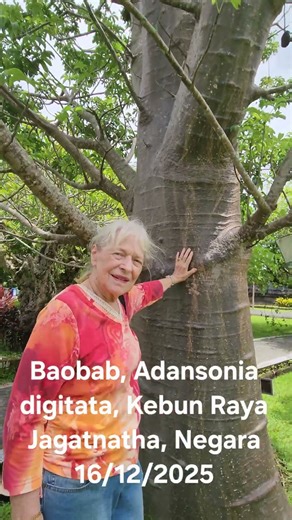 Baobab tree, Adansonia digitata, Jagatnatha Botanic Gardens, Negara, Bali in 2016.