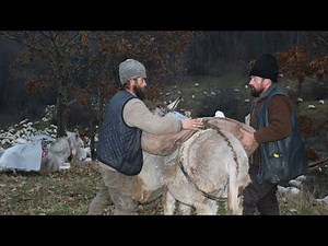 TRANSHUMANȚA de IARNĂ cu CIOBĂNAȘU MARIN și MIȘU - DOCUMENTAR 2022 EP.1