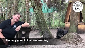 Wolfdog Raven - The Gentleman's gentle leader Raven's DNA results are in! How wolfy is he: low, mid or high content? What breeds are mixed with wolf in him? Post your guesses in the comments below and we'll announce who is the closest with his results! http://shywolfsanctuary.org/raven #ShyWolfSanctuary #wolves #ItsWhatWeDo | Shy Wolf Sanctuary