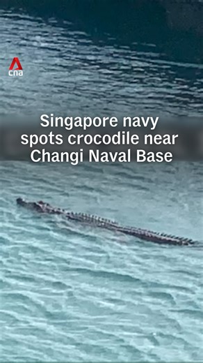 🐊 The Singapore Navy received an unexpected visitor near its Changi Naval Base, it said in a Facebook post on Wednesday (Feb 4). It is unclear if the crocodile was the same one that appeared at Sentosa over the weekend. #sgnews #singapore #crocodile More details here: https://cna.asia/3LS8eLP | CNA