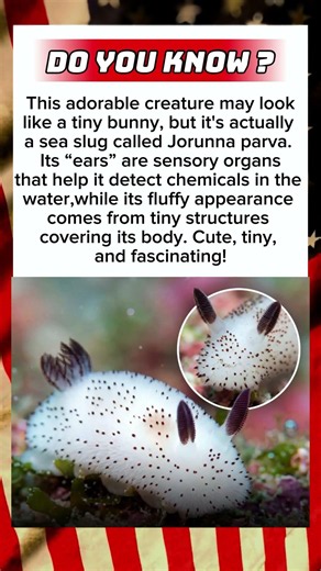 🐰 Meet the Sea Bunny: The Ocean’s Cutest Creature! 🌊