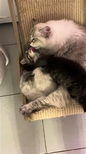 Volga Grooming Her Baby Kittens 🐾💛 | Siberian Mama Care Moment