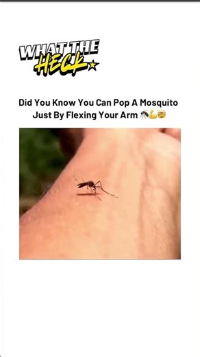 Can You Really Kill A Mosquito By Flexing? 😳🦟