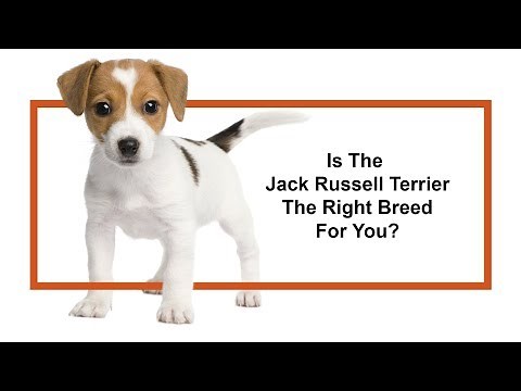 Everything you need to know about Jack Russell Terrier puppies! (2019)