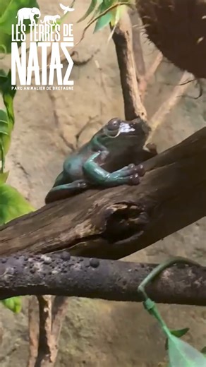 🐸 Connaissez vous la rainette de White ? Originaire d’Australie la rainette de White change de couleur en fonction de la température, du taux d’humidité ou de son humeur ! Brune, verte ou bleue de quelle couleur sera-t-elle quand vous la verrez ?! _ 📸 Les Terres de Nataé #rainettedewhite #grenouille #amphibien #parcanimalier #lesterresdenatae #pontscorff #bretagne #bzh #bienetreanimal #animaux #lorient #morbihan | Les Terres de Nataé