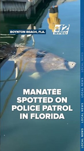 Manatee spotted at boat ramp, Florida police urge boaters to slow down