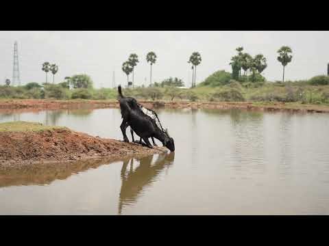 From Scarcity to Sustainability | SUSTAIN NGO Promo Film | Purple Clip Films