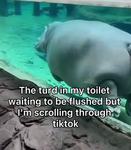Hilarious Hippo Toilet Mishap