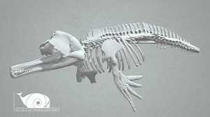 Ganges River Dolphin - 3D model by Natural History Museum, University of Pisa (@MuseoStoriaNaturaleUnipi)