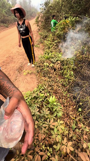 POLLOS GUVI on TikTok