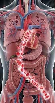 The Respiratory System: A Step-by-Step Explanation of the Internal Structure of the Lungs