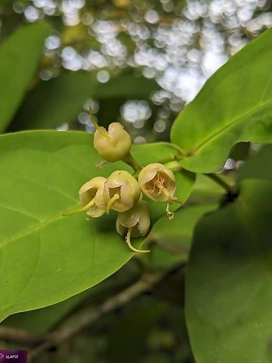 Rose apple timelapse