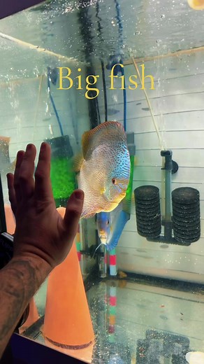 Big Discus Fish Aquarium: Amazonian Beauty