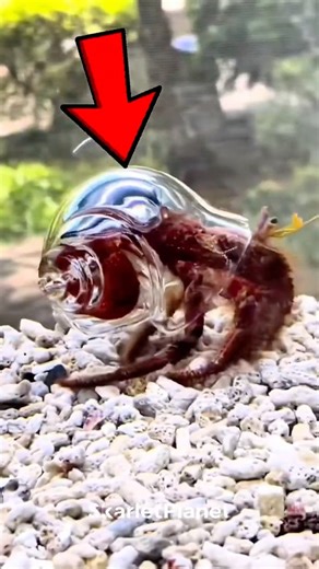 Hermit Crab Under a Microscope… A Tiny Alien Creature Revealed! 🐚🔬😱 #microscopemagic