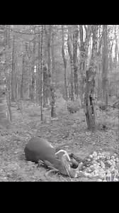 808K views · 5.4K reactions | Our follower Kaleb sent us this video he took of him harvesting a great buck with his 30-06 in Canada. 35 yard shot from his tree stand. #trailcamnut #hunting #deer #whitetaildeer #canada | Trail Cam Nut | Facebook