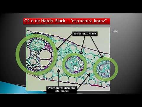 Unidad 14. Anatomía foliar (3° de 6 vídeos). Mesófilo, estructura Krantz C4