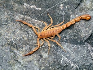 Scorpion Bites Woman On Flight To Atlanta: United