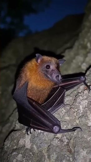 Intense Fruit Bat Sound 🦇🌌🔊