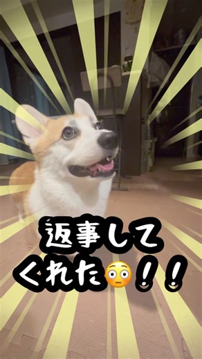 今日のはる #130｜👩「散歩行く？」🐶オン！って返事するイッヌ