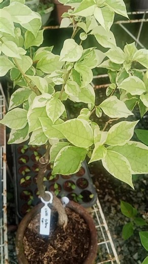 Grafted chili yellow variegated.. #bougainvilleaplant #garden #inspiration #everyone | Flora Ronquillo Taberna
