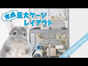 ついに新居のレイアウト完成！超大型ケージにお引っ越し【チンチラ】