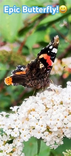 Epic Close Capture of a Butterfly!